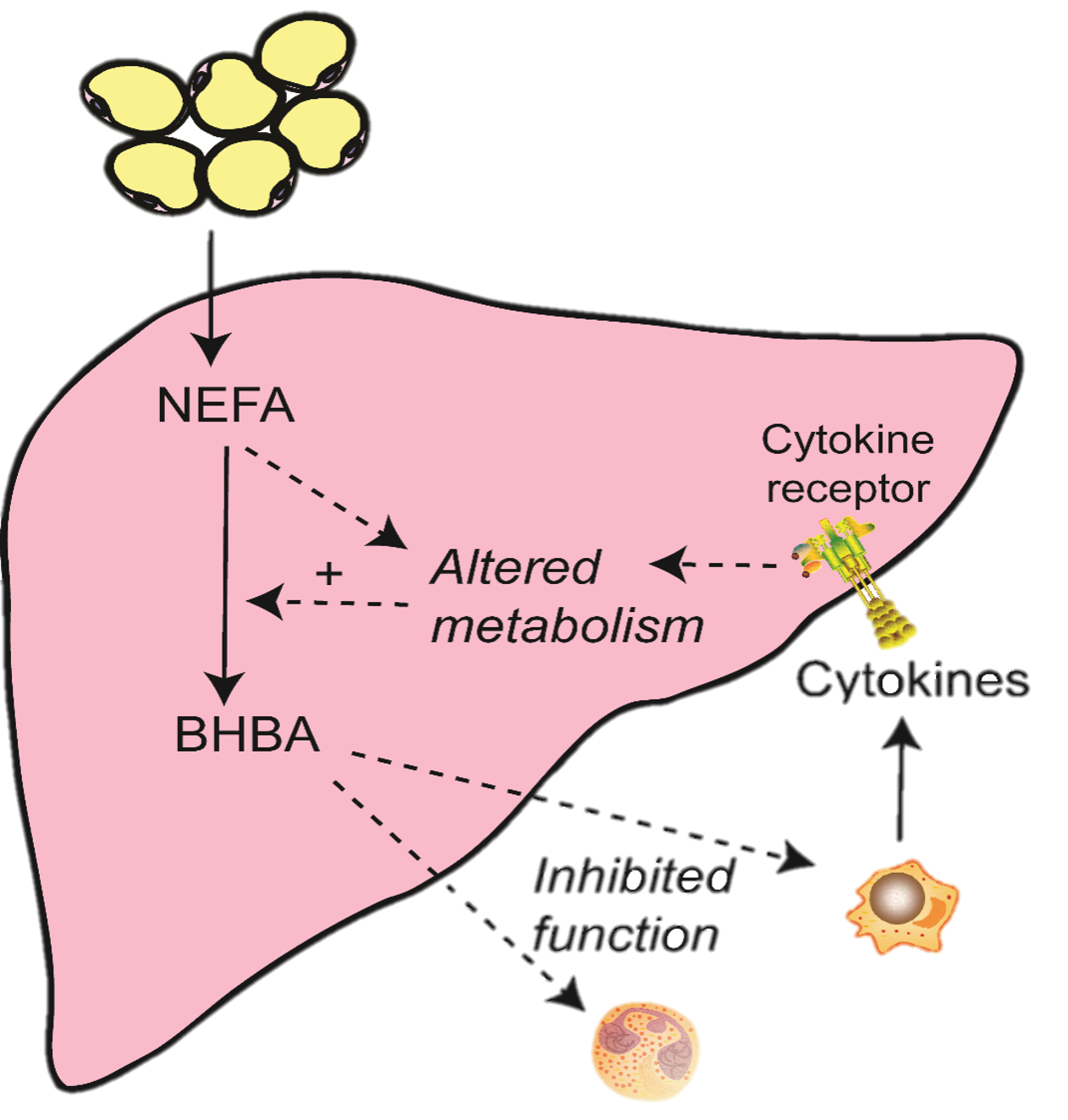 Metabolic-Immune copy